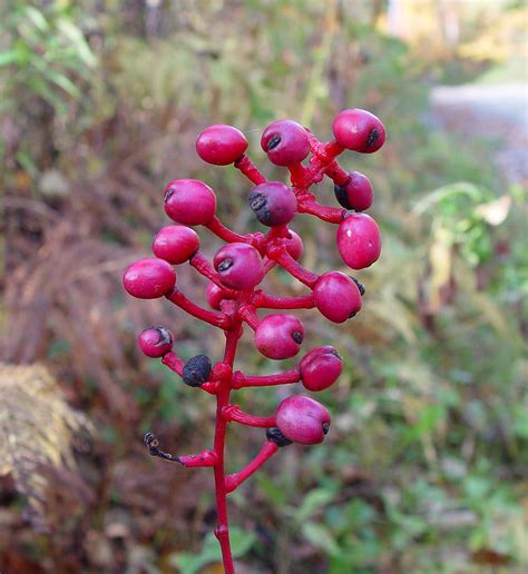 Actaea pachypoda (doll's-eyes, white baneberry): Go Botany