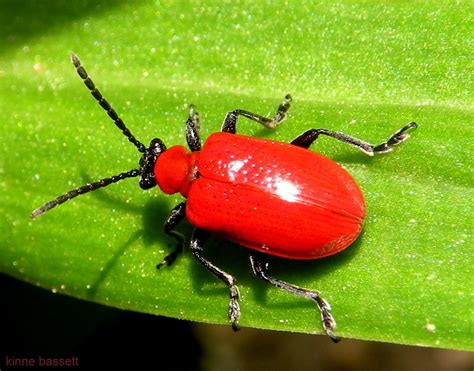 Lily Leaf Beetle | Project Noah