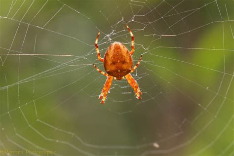 Strawberry spider in web photo WP45864