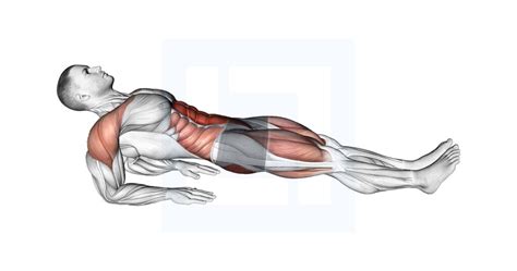 Reverse Plank on Elbows - Guide, Benefits, and Form