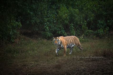 Top 5 Wildlife Conservation Schemes of India - Tiger Safari India Blog