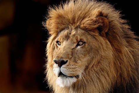 Download Animal Lion HD Wallpaper