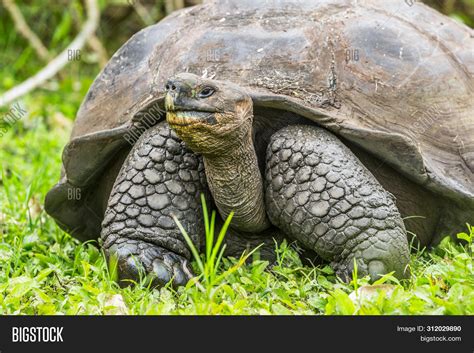 Imagen y foto Animals. Galapagos (prueba gratis) | Bigstock