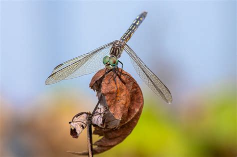 Male & Female Blue Dasher Dragonflies | photoartflight