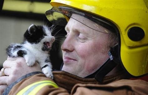 Animals Being Rescued | Animals