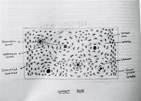 Compact bone histology | Math, Compact, Bones