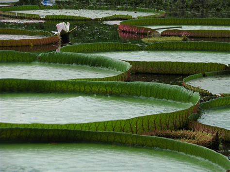 Botanical Gardens Kolkata