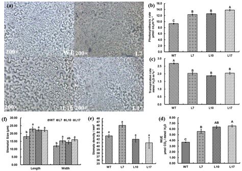 Stomatal density (a,e), stomatal size (f), photosynthesis rate (b),... | Download Scientific Diagram