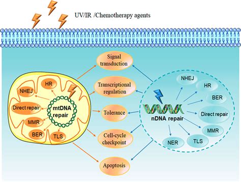 Mutation And Dna Repair