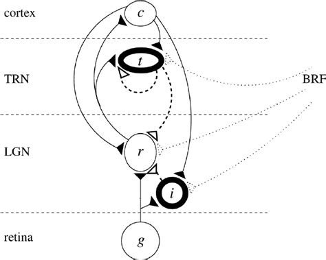 Schematic view of LGN circuit. The neurons involved are retinal ...