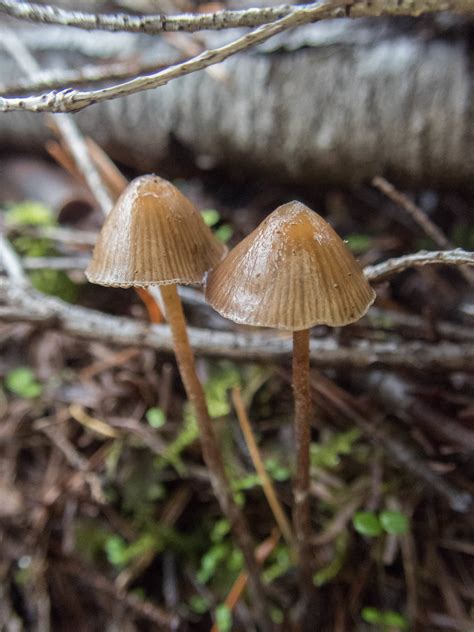 Psilocybe Silvatica/Pelliculosa ID Request - Mushroom Hunting and ...