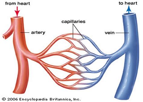 Network Of Miles-Long Blood Vessels In Human Body | MessageToEagle.com