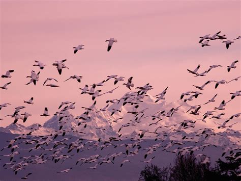 🔥 Free download Migrating Snow Geese Wallpaper Free HD Downloads [2048x1536] for your Desktop ...