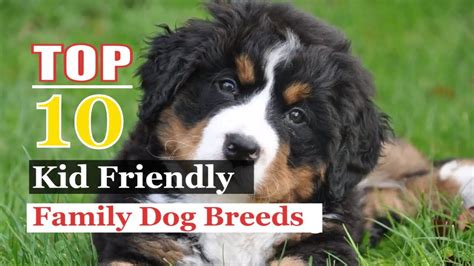 10 Best Dog Breeds For Familes | Thrutcher.com