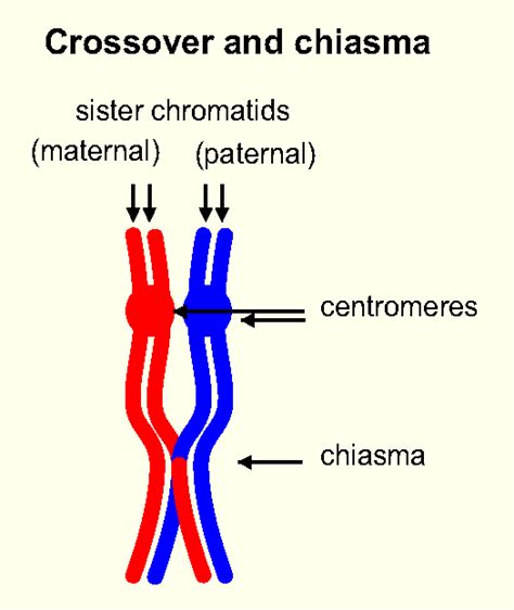 BOLO Biology Newsletter Archive: Daily Newsletter: October 25, 2012 ...