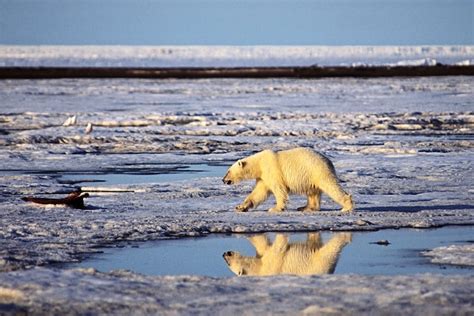 Did one photograph change the fate of the Arctic Wildlife Refuge? - The ...