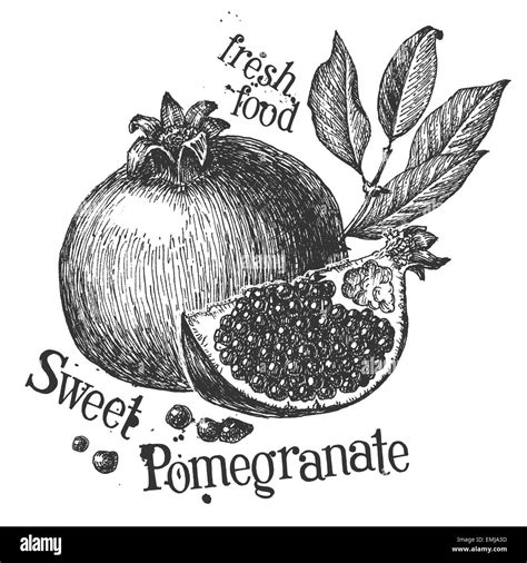 Pomegranate Black and White Stock Photos & Images - Alamy