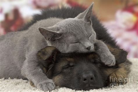 German Shepherd And Chartreux Kitten Photograph by Jean-Michel Labat