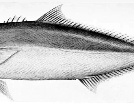 Yellowtail amberjack - Facts, Diet, Habitat & Pictures on Animalia.bio