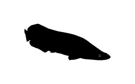 Manatee Silhouette Vector Art, Icons, and Graphics for Free Download