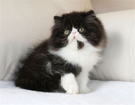 Black And White Persian Cat Short Hair - Pets Lovers