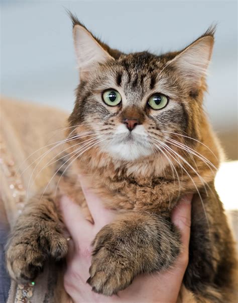 a close up of a person holding a cat with green eyes and whiskers