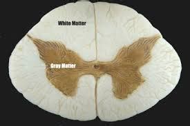 neuroscience - Why is the order of white/grey matter different in the brain and spinal cord ...