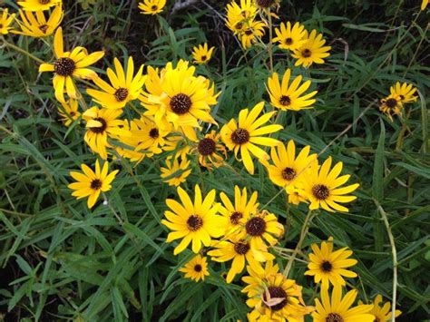 Florida Wildflowers: Narrowleaf Sunflower | Wild flowers, Growing ...