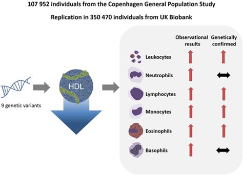 Low High-Density Lipoprotein Cholesterol and High White Blood Cell ...