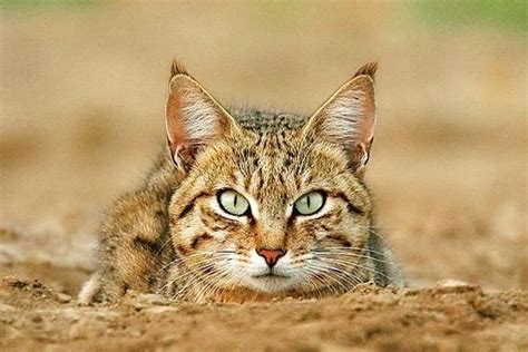 a close up of a cat laying in the dirt