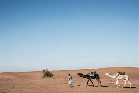 Desert Camel Pictures | Download Free Images on Unsplash