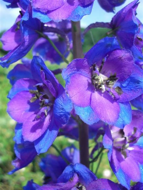 Download free photo of Larkspur, blue, flower, blossom, bloom - from ...