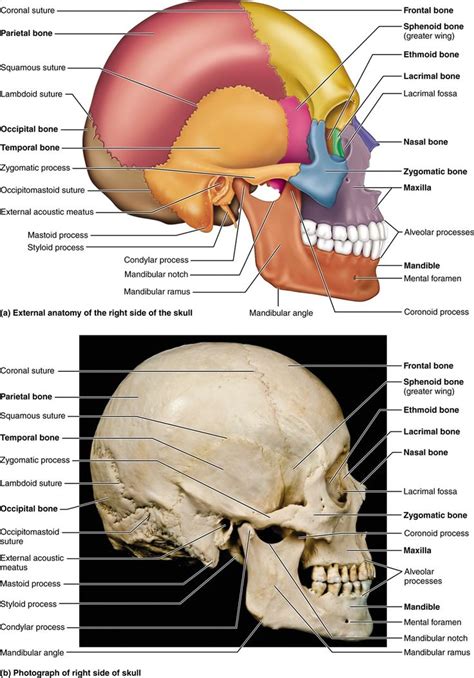 PART 1 THE AXIAL SKELETON - 7.1 The skull consists of 8 cranial bones and 14 facial bones: Human ...