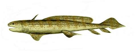 Fossil: impressive museum exhibit - freshwater shark - Orthacanthus senckenbergianus - plate ...