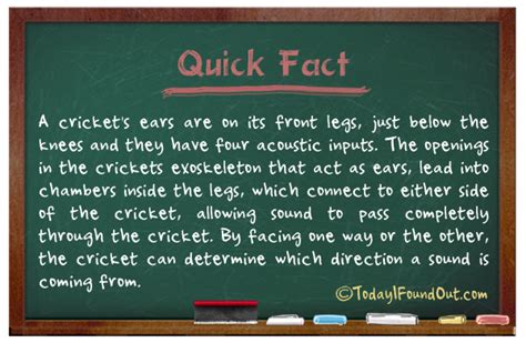 TIFO Quick Fact- Cricket insect Fact