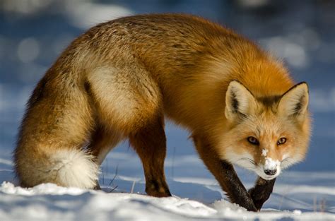 Red Fox Hunting by Darion Jackman - Photo 101244469 / 500px