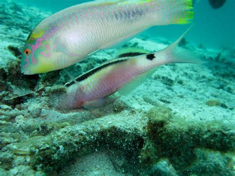 Brilliant Parrotfish | One fish that looked like a saltwater… | Flickr