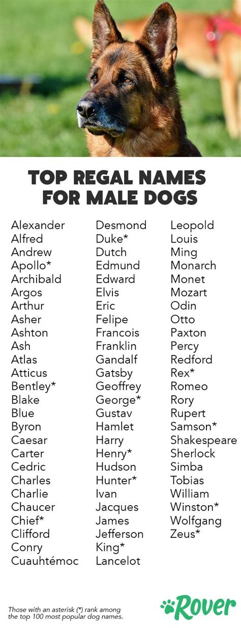 142 Best Regal Dog Names | Dog names male, Dog names, Boy dog names