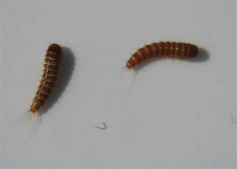 41+ Carpet Beetle Larvae Bites PNG - Carpet Beetle New 2021