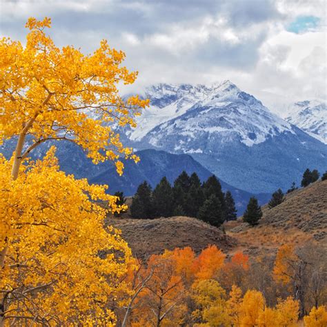 Reveling in Yellowstone's Fall Colors - A Yellowstone Life