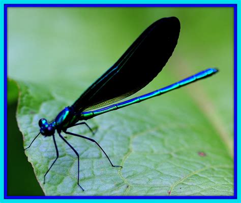 Walk With Father Nature: Delicate, Dazzling, Damselfly