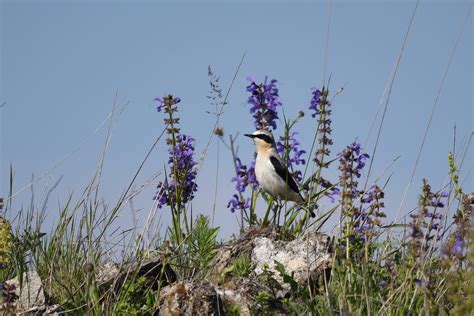 Northern Wheatear ♂ | BirdForum