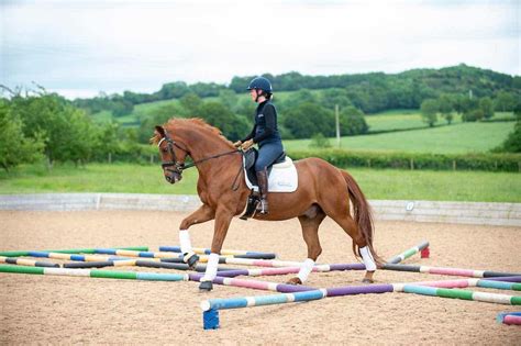 Five creative pole work exercises | Dressage horses, Horse dressage, Horses