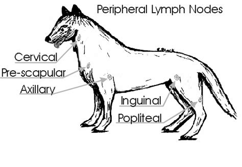 Cervical Lymph Nodes Dog