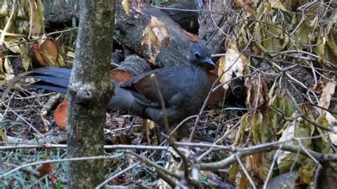 Superb Lyrebird | The Animal Facts | Habitat, Appearance, Diet, Behavior