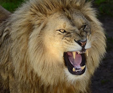 Roaring Lion Wallpaper - WallpaperSafari