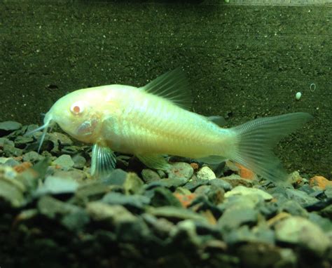 Albino Corydoras Cory Catfish - TRiN's Tropical Fish