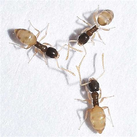 Ghost Ant Identification, Habits & Behavior | Florida Pest Control