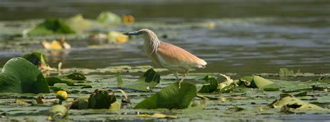 Undiscovered Montenegro - Lake Skadar National Park