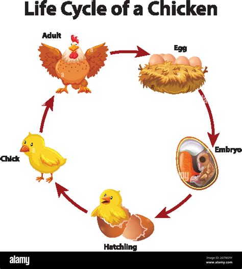 Life Cycle Of A Chicken Egg